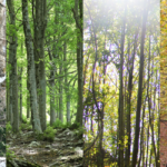 A panel for all seasons